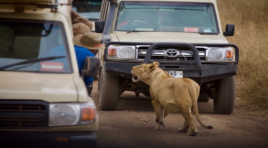 Can You Do a Self-Drive Safari in Tanzania
